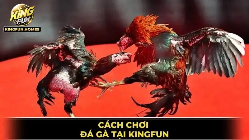 Đá Gà Kingfun 2 Cách Chơi Đá Gà Tại Kingfun