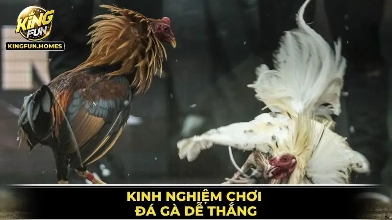 Đá Gà Kingfun 3 Kinh Nghiệm Chơi Đá Gà Dễ Thắng